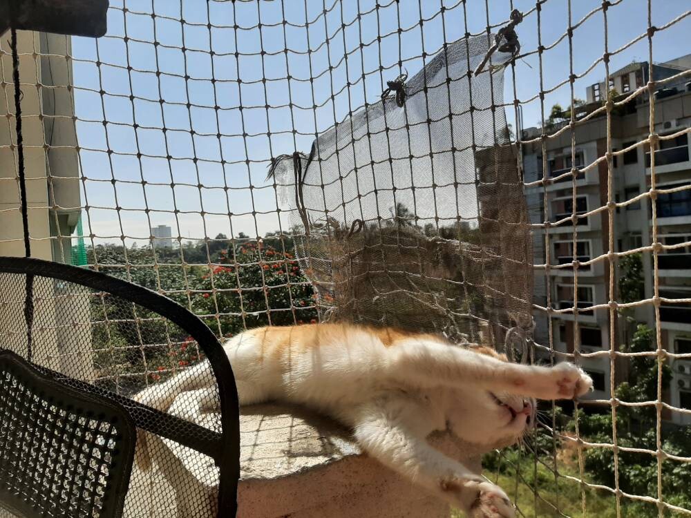cat, pet, life, nature, story, photo, writing