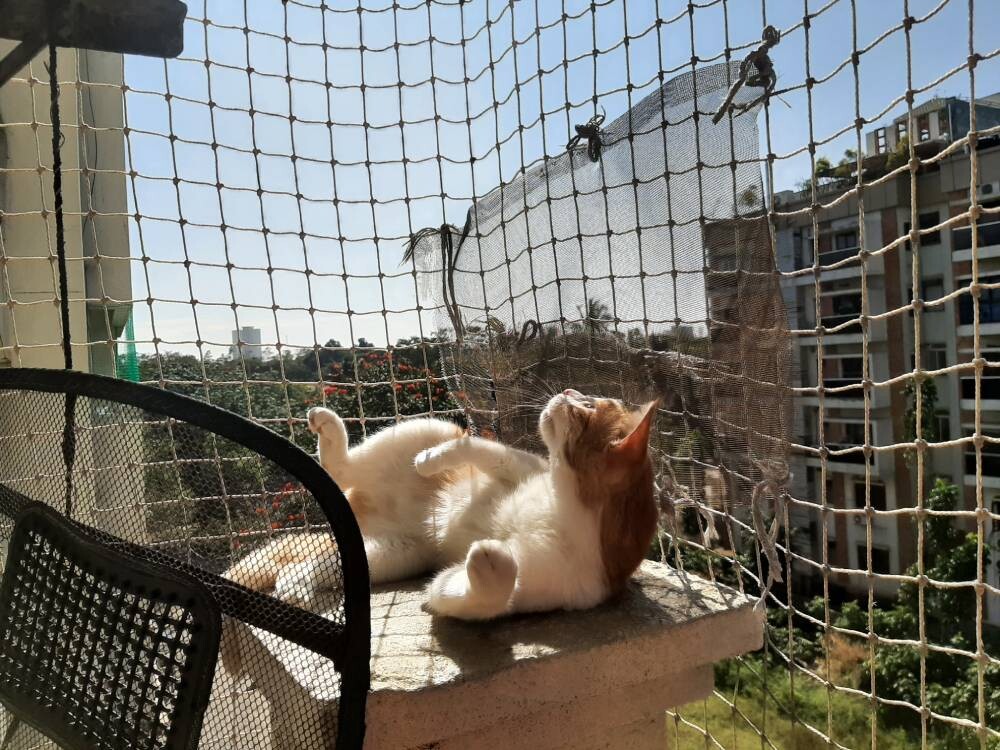 cat, pet, life, nature, story, photo