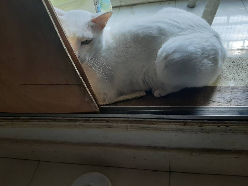 cat, pet, life, nature, story, photo