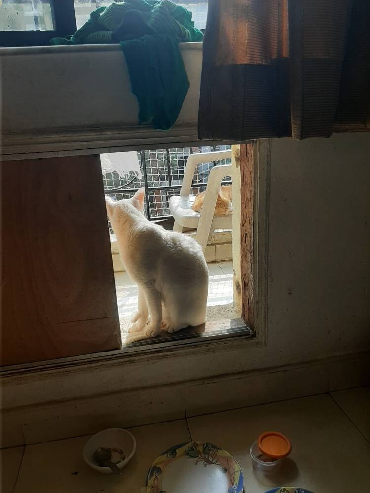 cat, pet, life, nature, story, photo, writing
