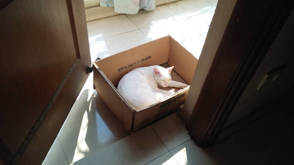 cat, pet, life, nature, story, photo, writing