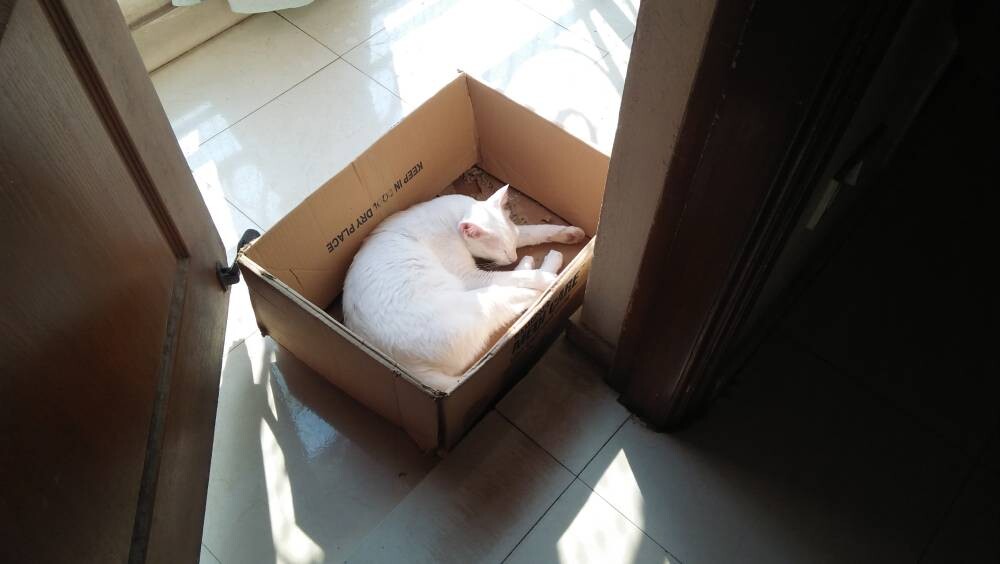 cat, pet, life, nature, story, photo, writing