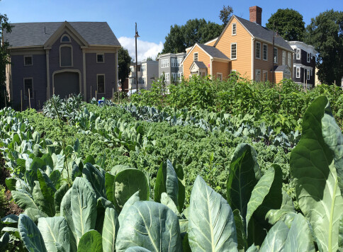 Farms downtown FCE-Brassicas