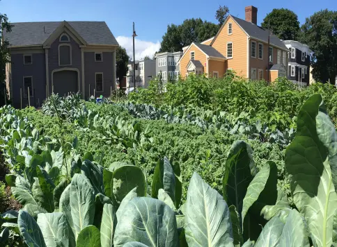 Farms downtown FCE-Brassicas