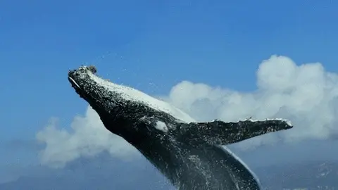buythedip