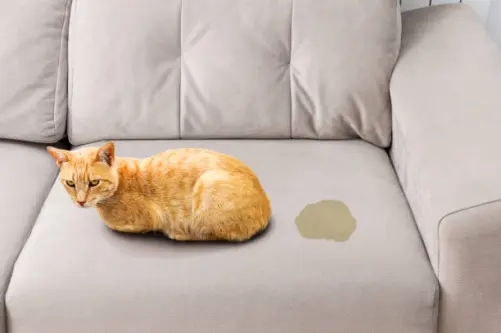 Yellow cat is sitting on the sofa near the stain of urine.