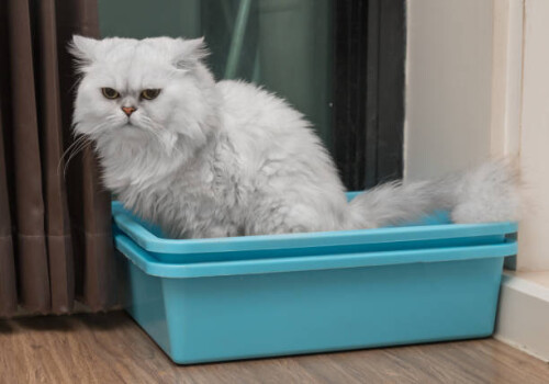 White Persian Cat is peeing in the blue litter box.