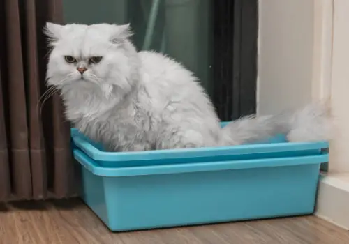 White Persian Cat is peeing in the blue litter box.