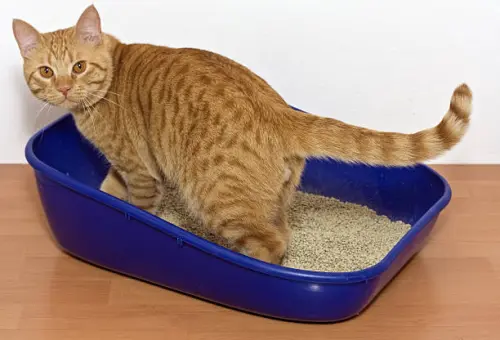 Yellow cat is peeing in the litter box