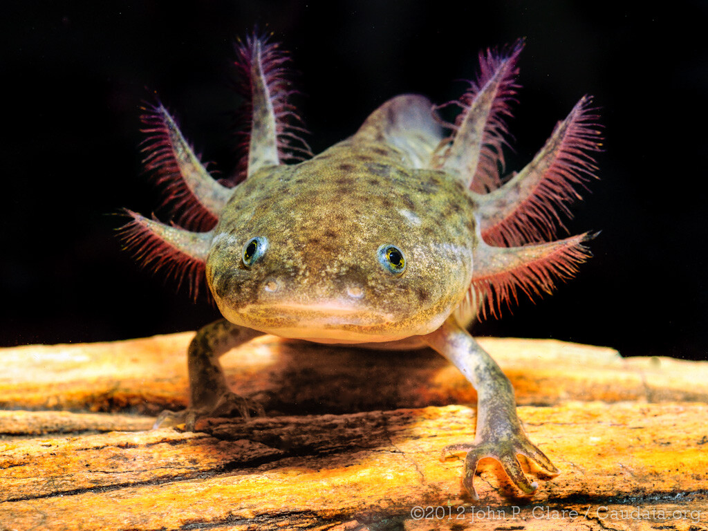 picture of axolotl ©2011 John P. Clare