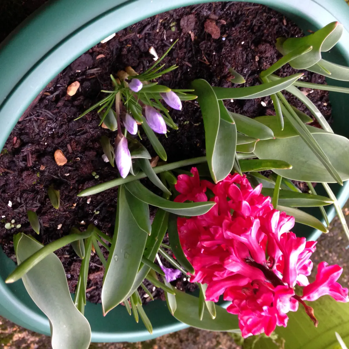 Flowers in my garden