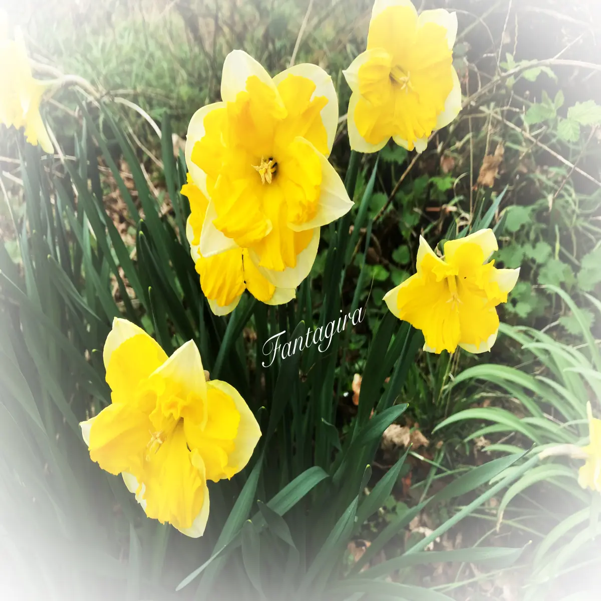 Daffodils