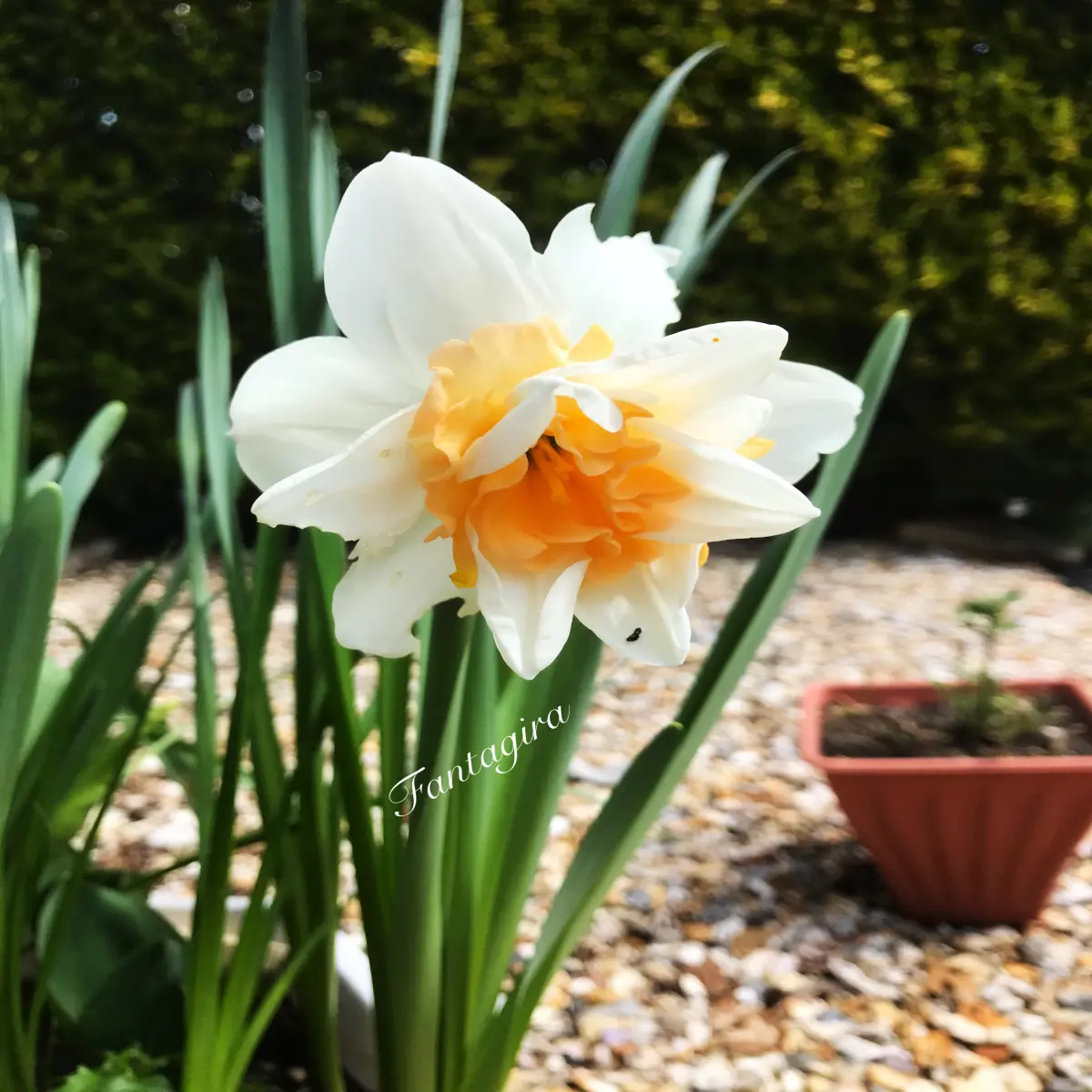 Daffodil from my garden