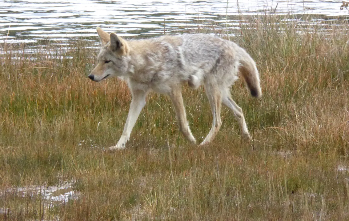 Coyote