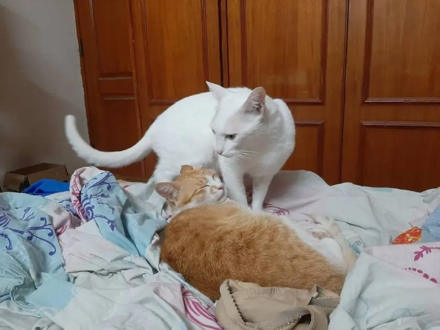 cat life pet