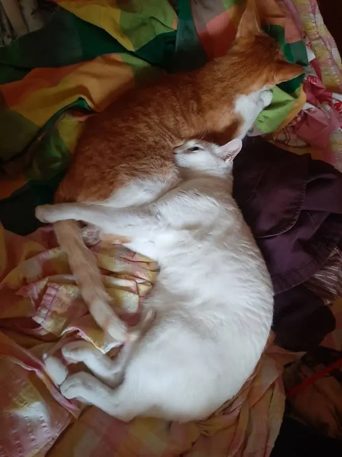 cats animals pets life