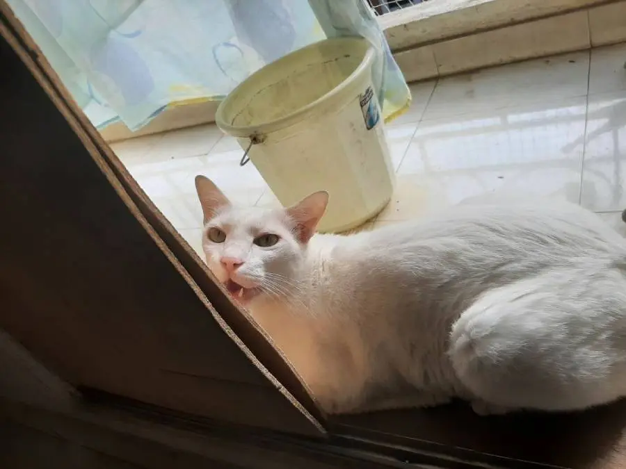 cat life pet writing