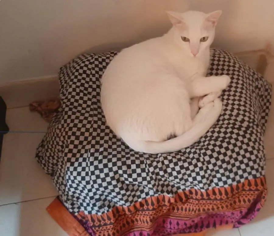 cat life pet writing photo