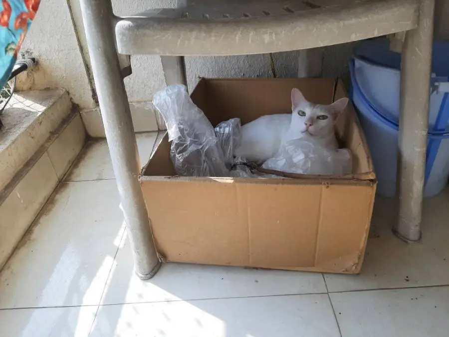 cat life pet photo writing