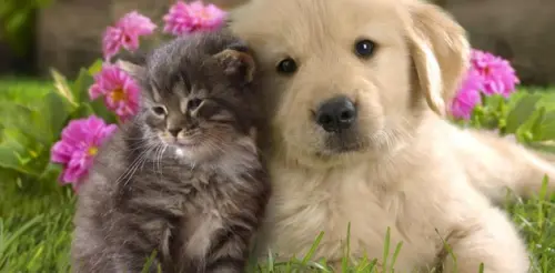 Cute kitten and a puppy are standing close to each other in the grass.