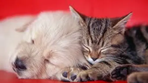 Cute kitten and a puppy are standing close to each other.