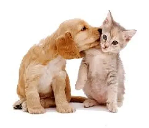 Cute puppy is trying to kiss a small kitten.