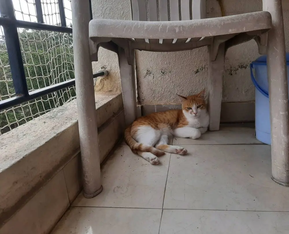 cat garu pet