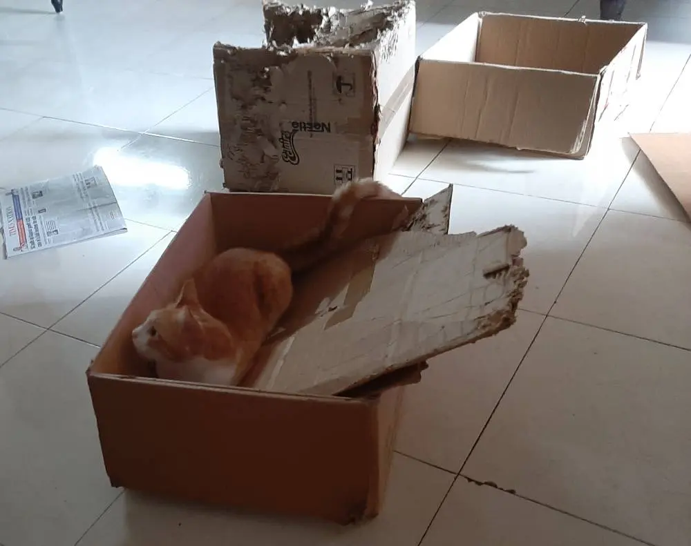 cat pet garu