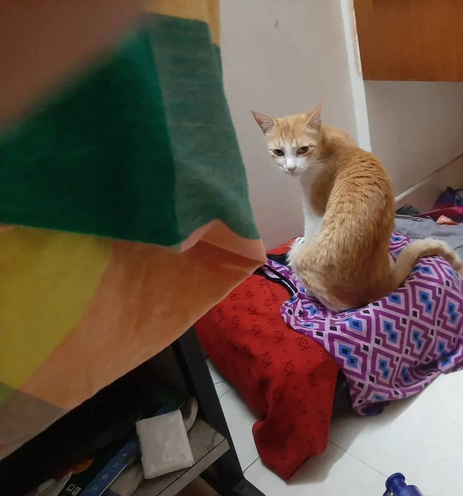 cat pet story