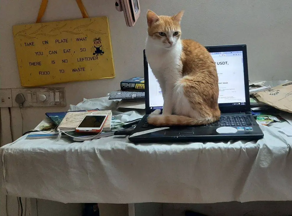 cat pet garu story article blog