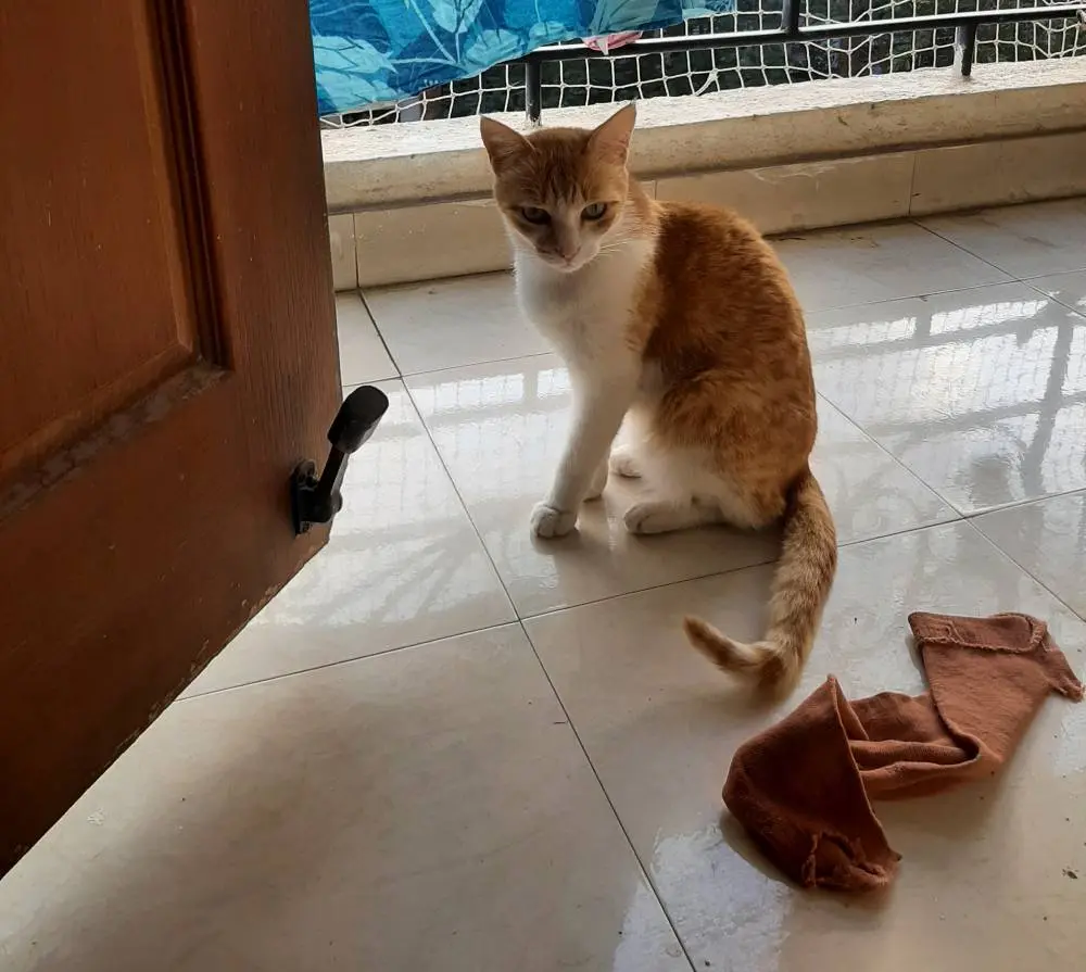 cat life pet writing photo
