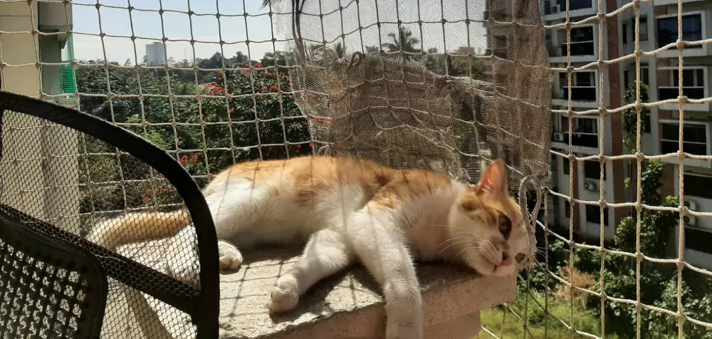cat life pet writing photo