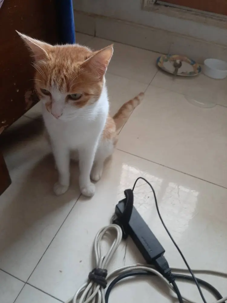 cat life pet writing photo
