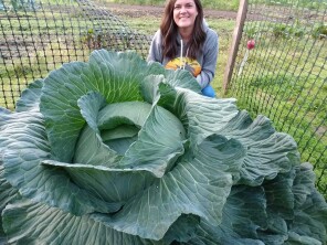 cabbage