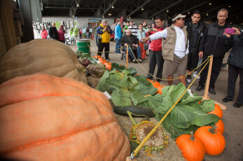 giant vegetable