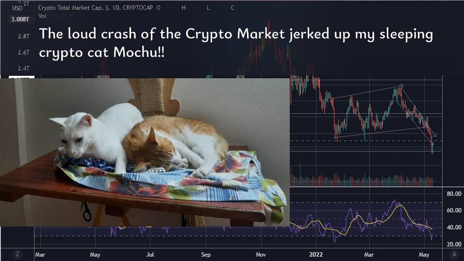 cats crypto finance markets crash prices