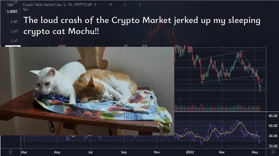 cats crypto finance markets crash prices