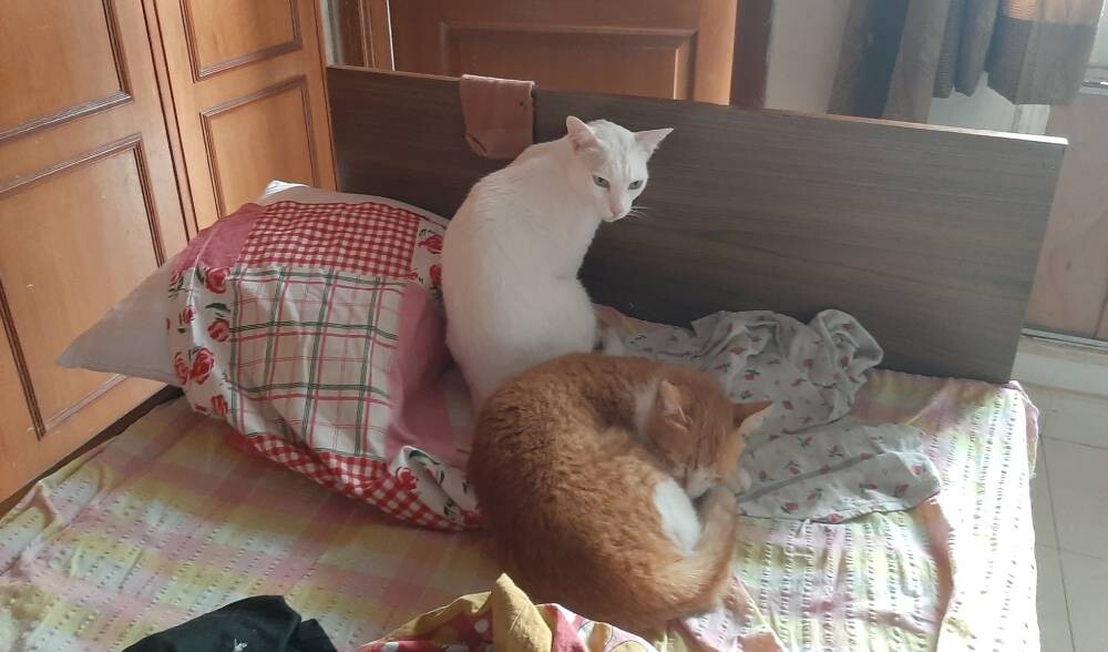 cat crypto life
