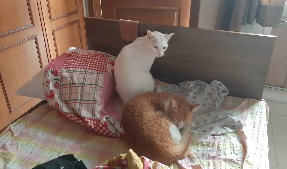 cat crypto life