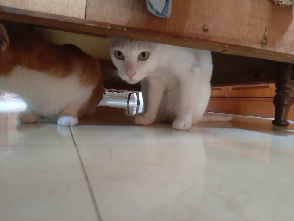 cats life crypto