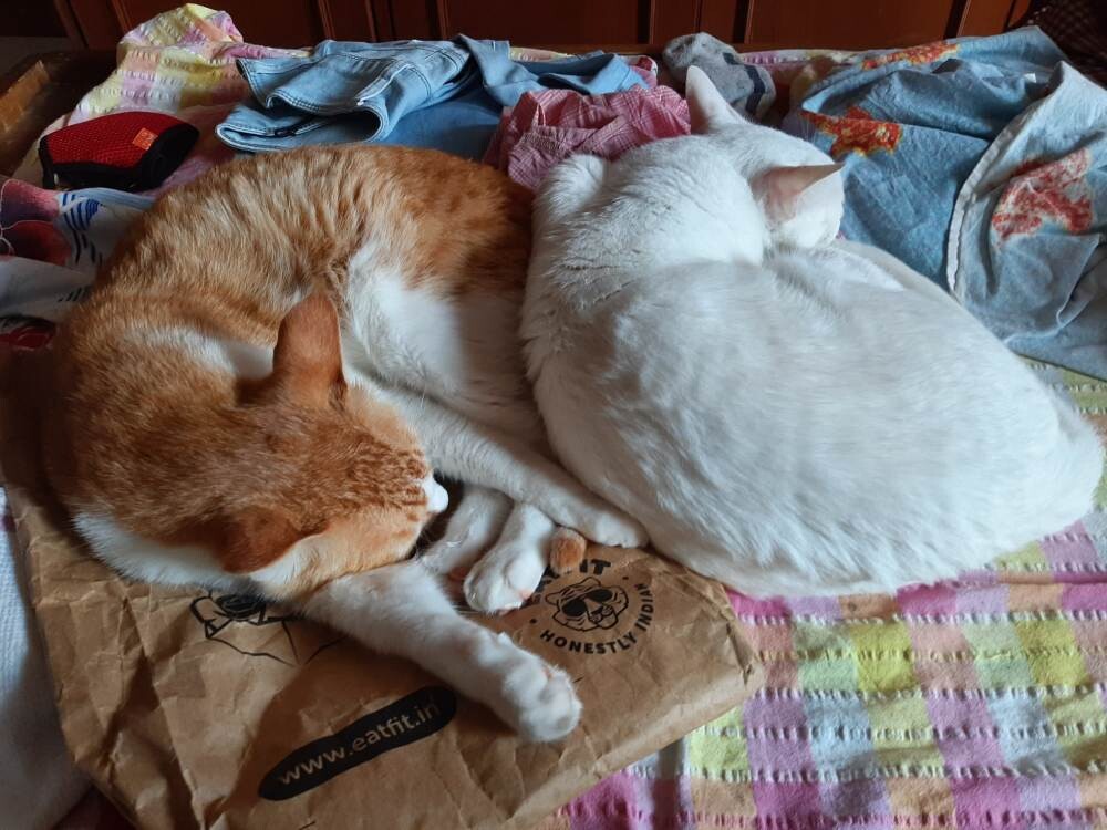 cat life photo sleep