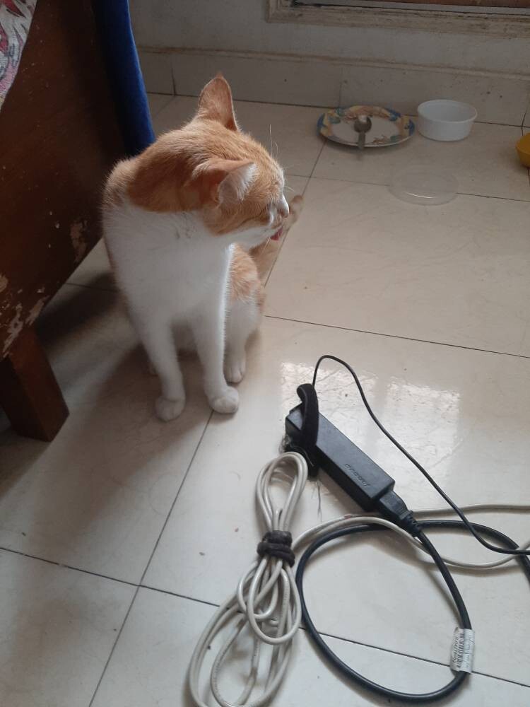 cat life pet writing photo
