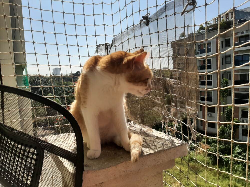 cat life pet writing photo
