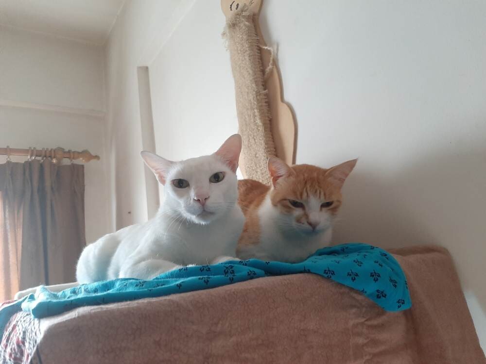 cats pets life photo