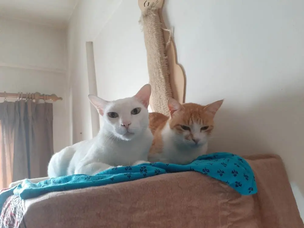 cats pets life photo