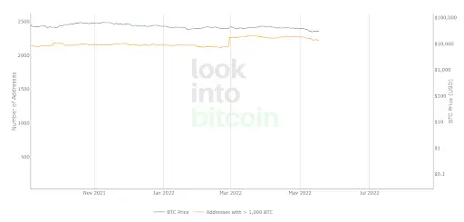 BTC Wallet Hodlers