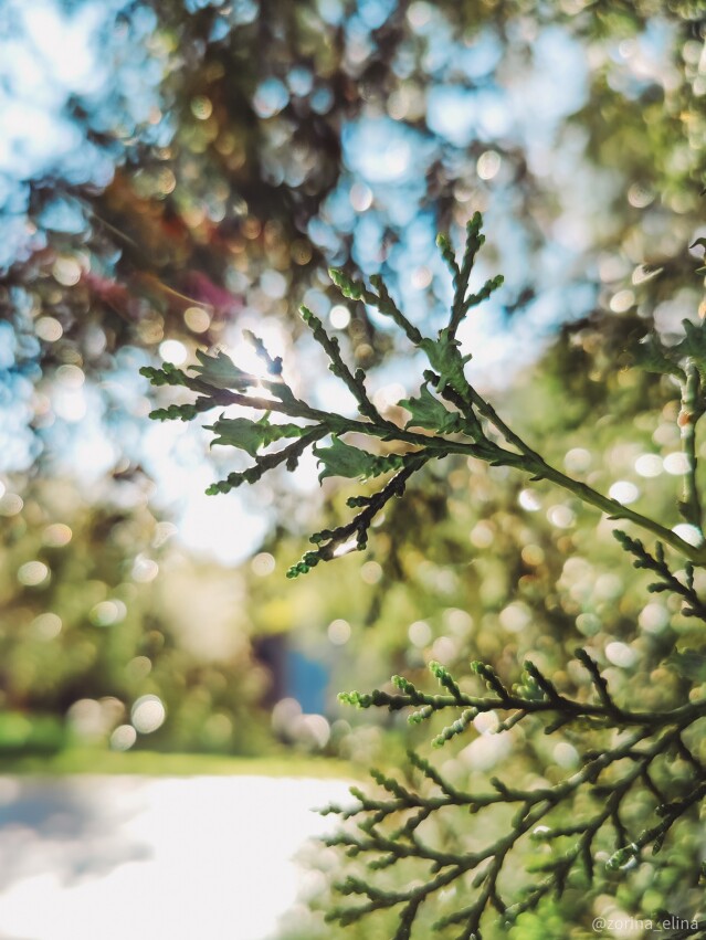 smartphone photography