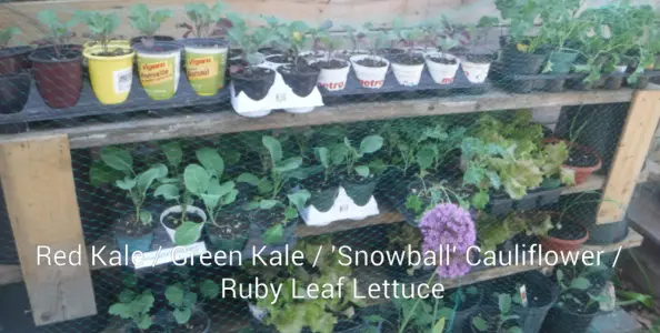 Kale Cauliflower Lettuce