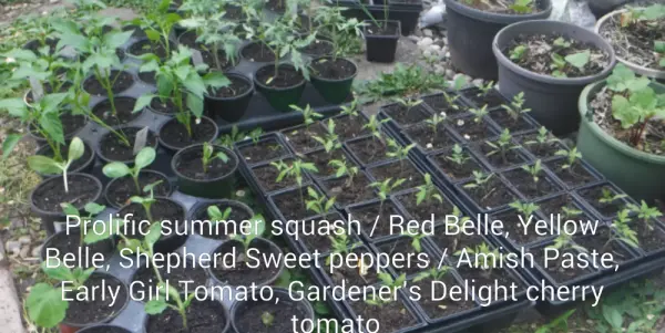 Squash Peppers Tomatoes