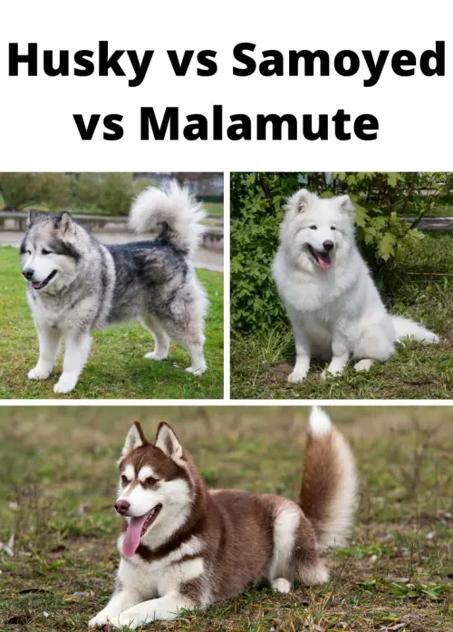 There are Husky vs Samoyed vs Malamute dogs in the picture.